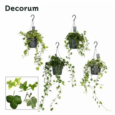 Hedera mix  P18, hanging pot