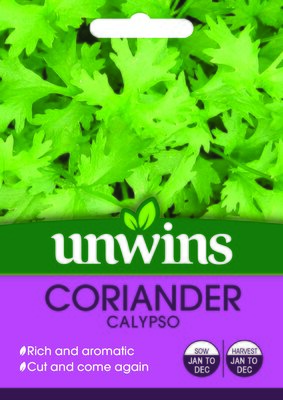 Herb Coriander Calypso - image 2