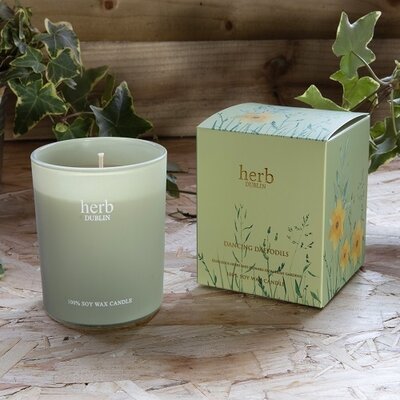 Herb Dancing Daffodils Boxed Candle
