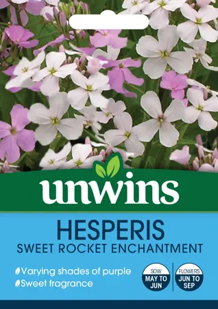 Hesperis Sweet Rocket Enchantment - image 1