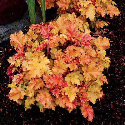 Heuchera Marmalade 2Litre