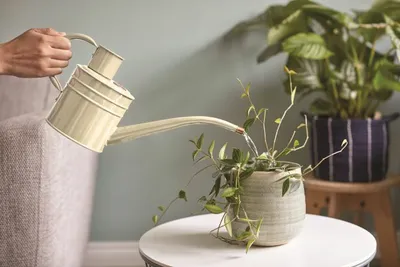 Home and Balcony Watering Can  Ivory - image 1