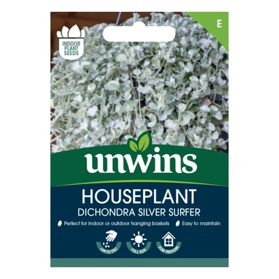 Houseplant Dichondra Silver Surfer
