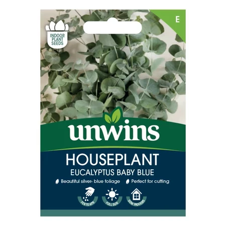 Houseplant Eucalyptus Baby Blue