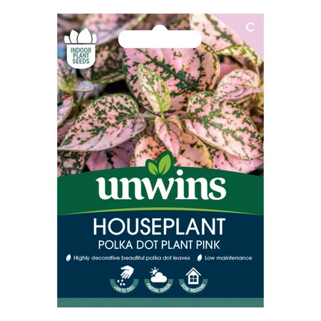 Houseplant Hypoestes Polka Dot Plant Pink