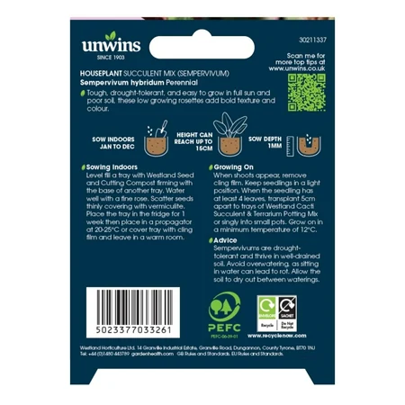 Houseplant Succulent Mix (Sempervivum) - image 2