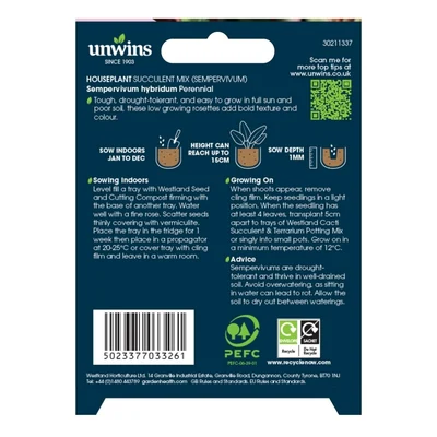 Houseplant Succulent Mix (Sempervivum) - image 2