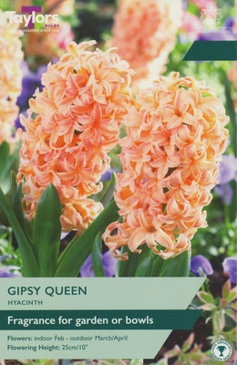 Hyacinth Gipsy Queen TP