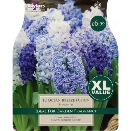 Hyacinth Ocean Breeze Fusion Xl