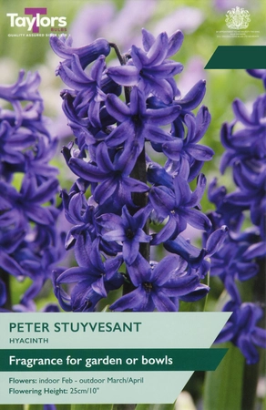 Hyacinth Peter Stuyvesant TP
