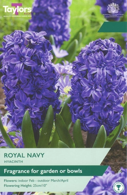 Hyacinth Royal Navy 15-16 Garden P/P