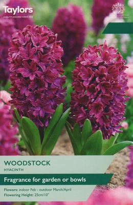 Hyacinth Woodstock 16-17 Garden P/P