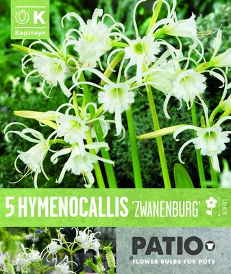 Hymenocallis Festalis Zwanenburg