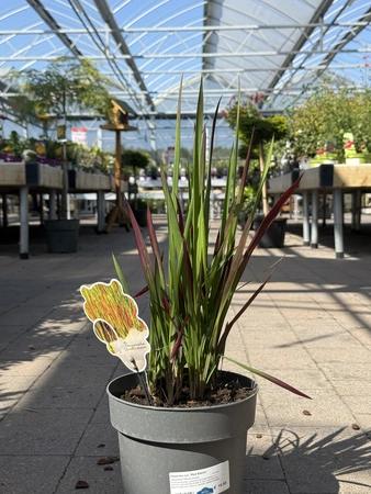 Imperata cyl. 'Red Baron'  3 Ltr pot - image 1