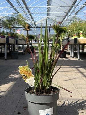Imperata cyl. 'Red Baron'  3 Ltr pot - image 1