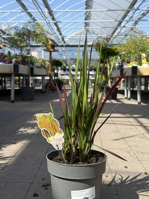Imperata cyl. 'Red Baron'  3 Ltr pot - image 2