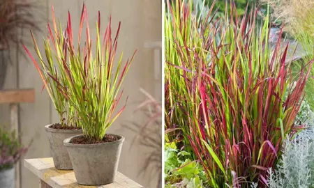 Imperata cylindrica 'Red Baron'  5 Ltr pot