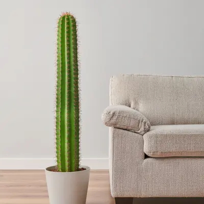 Indoor Cactus Plants