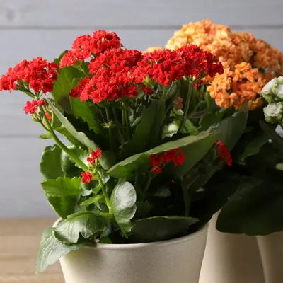 Indoor Flowering Plants