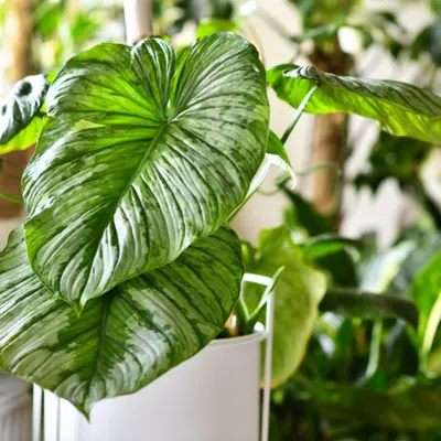 Indoor Green Plants