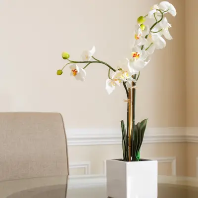 Indoor Orchid Plants