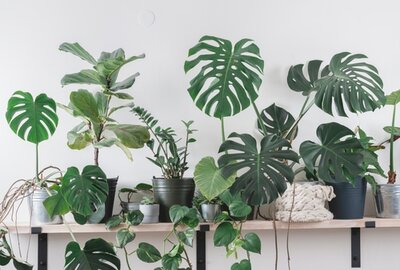 Indoor Plants
