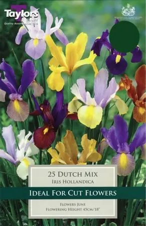 Iris Dutch Mixed 6-7 P/P