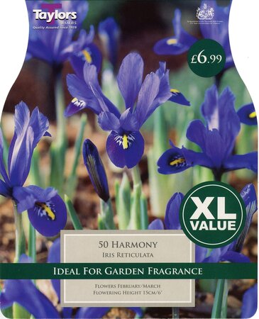 Iris Dwarf Harmony 5Up