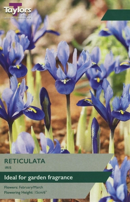 Iris Reticulata Blue Note 5Up