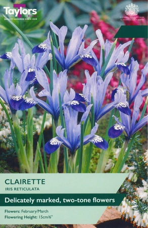 Iris Reticulata Clairette 5+ P/P
