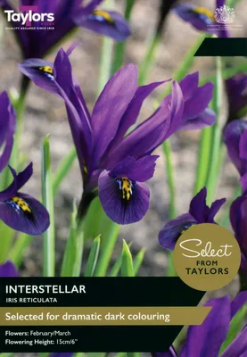 Iris Reticulata Interstellar 5+ Se