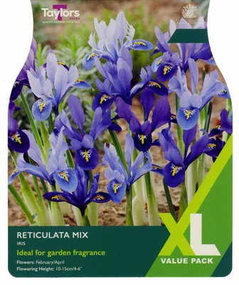 Iris Reticulata Mixed 5+ Xl