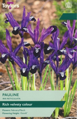 Iris Reticulata Pauline 5+ P/P