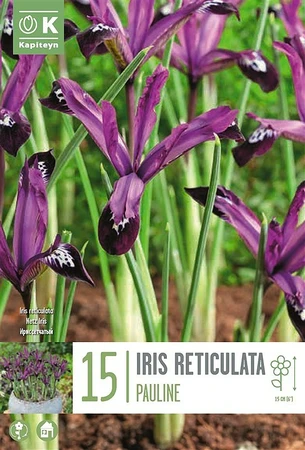 Iris Reticulata Pauline