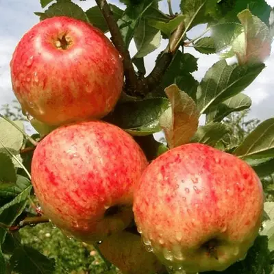 James Grieve Apple Tree 7.5L