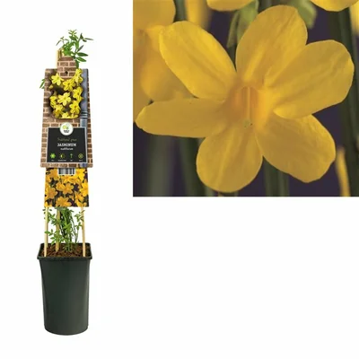 Jasminum nudiflorum  S-pot®(2,25 L)