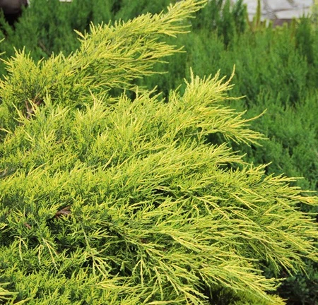 Juniperus Media Pfitzerniana Aurea 3L