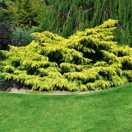 Juniperus Old Gold 3L