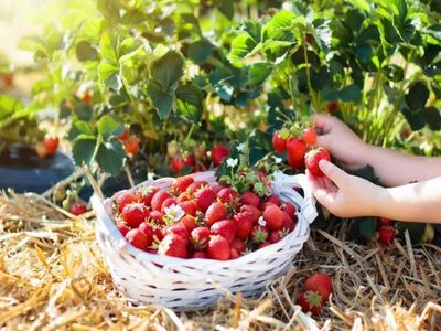 Kids Grow Your Own Strawberries