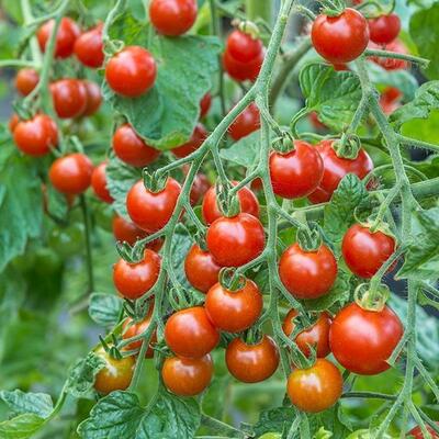 Kids Grow Your Own Tomatoes