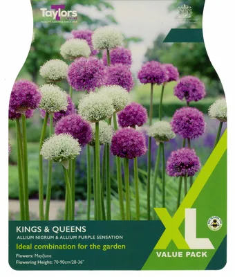 Kings & Queens 10-12