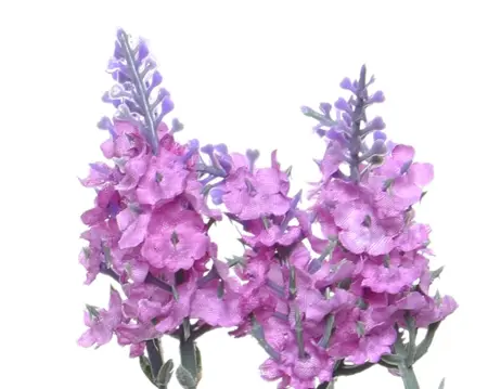 Lavender Lavender In Pot Plastic 3Col  H38.00cm asst. - image 4