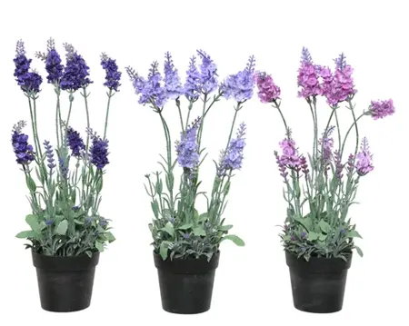 Lavender Lavender In Pot Plastic 3Col  H38.00cm asst. - image 5