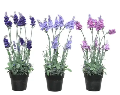 Lavender Lavender In Pot Plastic 3Col  H38.00cm asst. - image 5