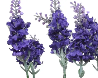 Lavender Lavender In Pot Plastic 3Col  H38.00cm asst. - image 6