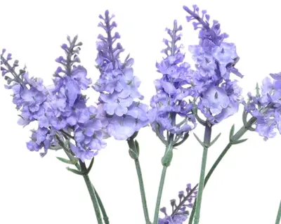 Lavender Lavender In Pot Plastic 3Col  H38.00cm asst. - image 7