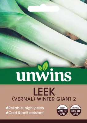 Leek (Vernal) Winter Giant 2 - image 2
