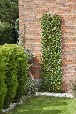 Lemon Leaf 180 x 90cm Trellis