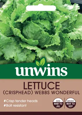 Lettuce (Crisphead) Webbs Wonderful - image 2