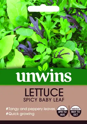 Lettuce (Leaves) Spicy Baby Leaf - image 2